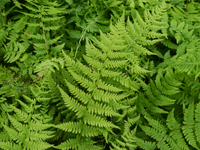 Hardy Fern Athyrium filix-femina 'Victoriae'